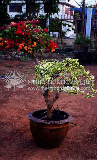 Bongainvillea Bonsai Mix 3